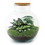 DIY terrarium - Bolder Bob - ↕ 30 cm - Hark + Schep + Pincet + Schaar