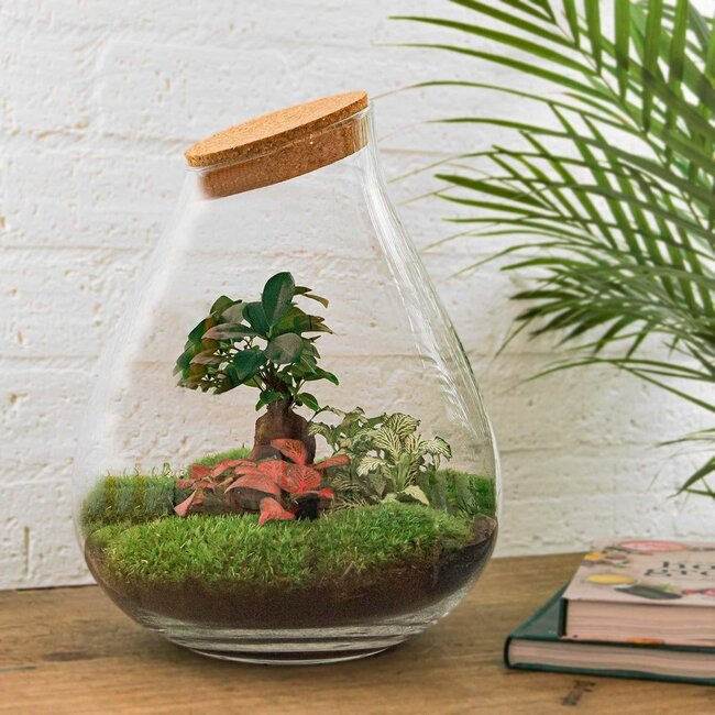 DIY terrarium - Drop XL Bonsai -↕ 37 cm - Hark + Schep