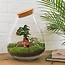 DIY terrarium - Drop XL Bonsai - ↕ 37 cm - Hark + Schep + Pincet