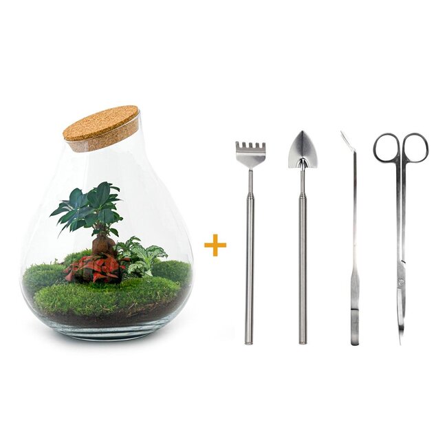 DIY terrarium - Drop XL Bonsai - ↕ 37 cm - Hark + Schep + Pincet + Schaar