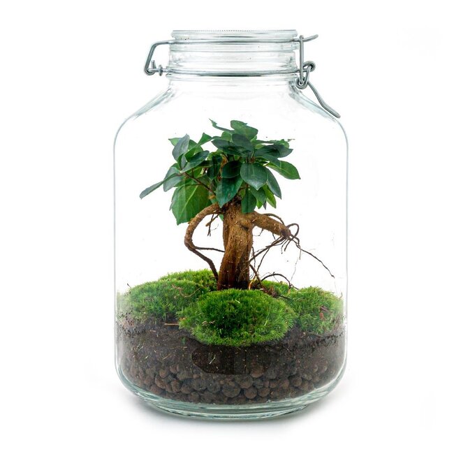 DIY terrarium - Pot - Ficus Ginseng bonsai - ↕ 28 cm - Normaal