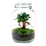 DIY terrarium - Pot - Ficus Ginseng bonsai - ↕ 28 cm - Normaal