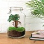 DIY terrarium - Pot - Ficus Ginseng bonsai - ↕ 28 cm - Normaal