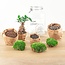 DIY terrarium - Pot - Ficus Ginseng bonsai - ↕ 28 cm - Normaal