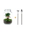 DIY terrarium - Jar - Ficus Ginseng bonsai - ↕ 28 cm - Rake + Shovel