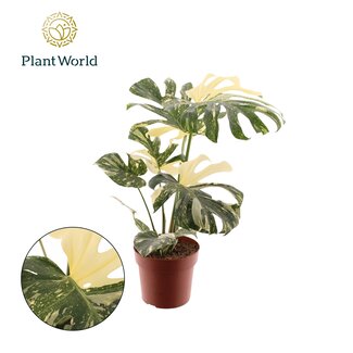 Monstera 'Thai Constellation' - Ø21cm - ↕70cm