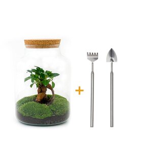 DIY terrarium - Milky met bonsai - ↕ 30 cm - Hark + Schep