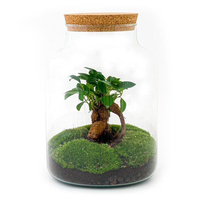 DIY terrarium - Milky met bonsai - ↕ 30 cm - Hark + Schep