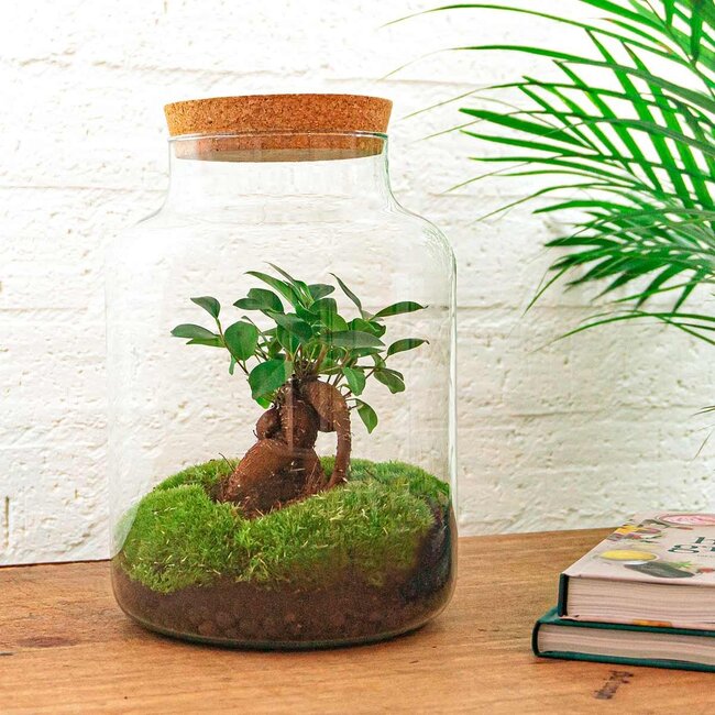 DIY terrarium - Milky met bonsai - ↕ 30 cm - Hark + Schep + Pincet