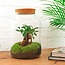 DIY terrarium - Milky met bonsai - ↕ 30 cm - Hark + Schep + Pincet + Schaar