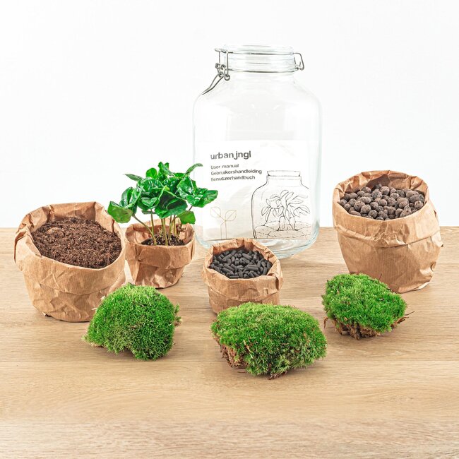 DIY terrarium - Pot - Coffea Arabica - ↕ 28 cm - Hark + Schop