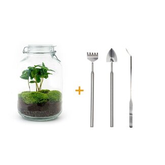 DIY terrarium - Pot - Coffea Arabica - ↕ 28 cm - Hark + Schop + Pincet ID-nummer 3704