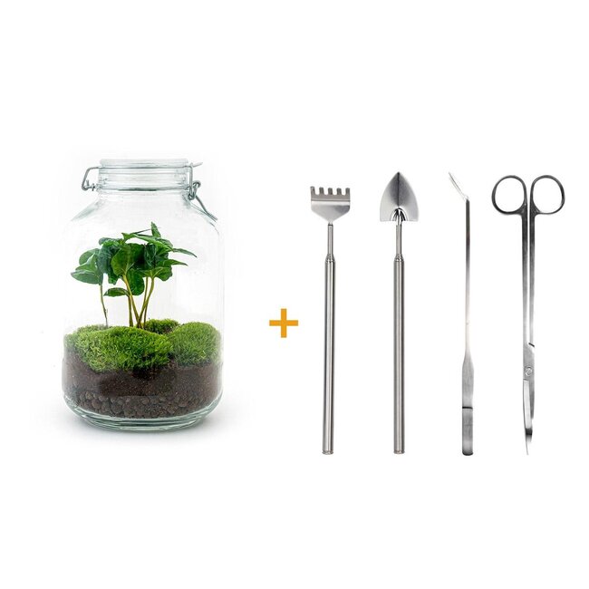 DIY terrarium - Pot - Coffea Arabica - ↕ 28 cm - Hark + Schep + Pincet + Schaa