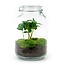 DIY terrarium - Pot - Coffea Arabica - ↕ 28 cm - Hark + Schep + Pincet + Schaa