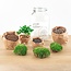 DIY terrarium - Pot - Coffea Arabica - ↕ 28 cm - Hark + Schep + Pincet + Schaa