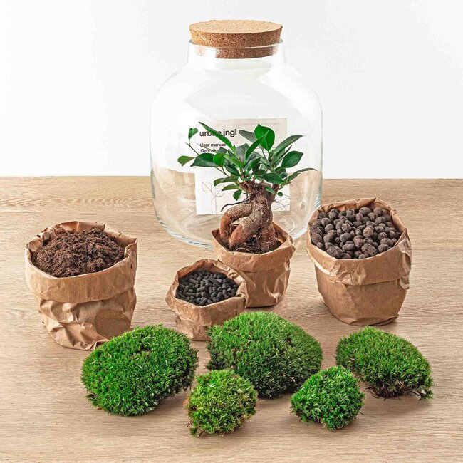 DIY terrarium - Billie Bonsai - ↕ 29 cm - Normaal
