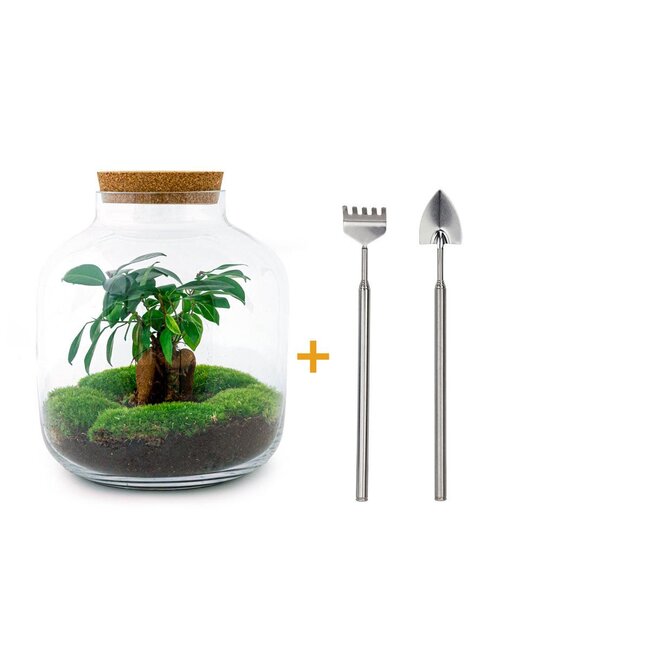 DIY terrarium - Billie Bonsai - ↕ 29 cm - Hark + Schep