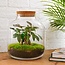 DIY terrarium - Billie Bonsai - ↕ 29 cm - Hark + Schep