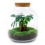 DIY terrarium - Billie Bonsai - ↕ 29 cm - Hark + Schep