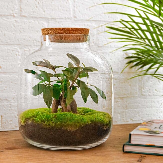 DIY terrarium - Billie Bonsai - ↕ 29 cm - Hark + Schep + Pincet