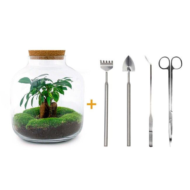 DIY terrarium - Billie Bonsai - ↕ 29 cm - Hark + Schep + Pincet + Schaar
