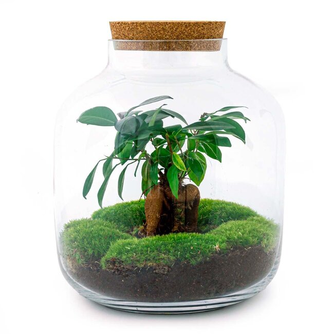 DIY terrarium - Billie Bonsai - ↕ 29 cm - Hark + Schep + Pincet + Schaar