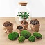 DIY terrarium - Billie Bonsai - ↕ 29 cm - Hark + Schep + Pincet + Schaar