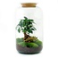 DIY-terrarium - Sven Bonsai - ↕ 43 cm - Normaal