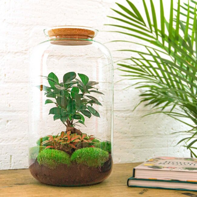 DIY-terrarium - Sven Bonsai - ↕ 43 cm - Normaal