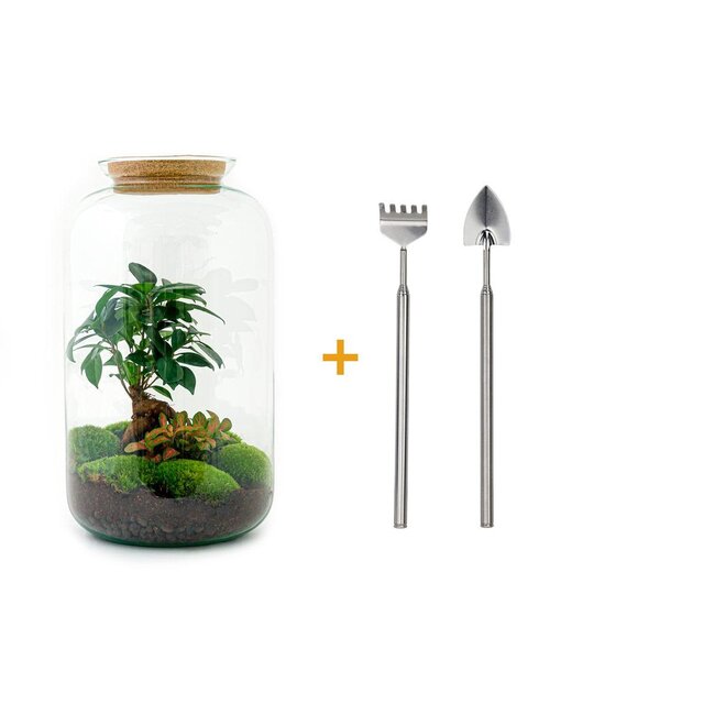 DIY terrarium - Sven Bonsai - ↕ 43 cm - Hark + Schep