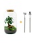 DIY terrarium - Sven Bonsai - ↕ 43 cm - Hark + Schep