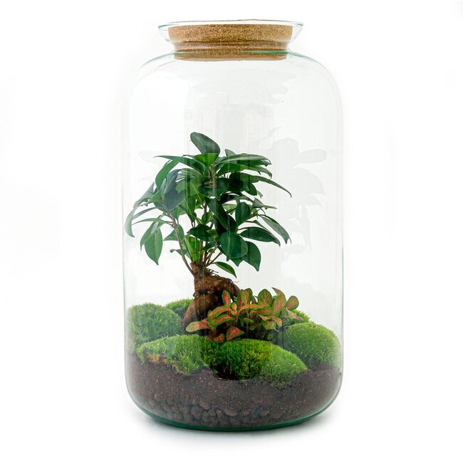 DIY terrarium - Sven Bonsai - ↕ 43 cm - Hark + Schep