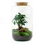 DIY terrarium - Sven Bonsai - ↕ 43 cm - Hark + Schep