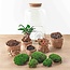 DIY terrarium - Sven Bonsai - ↕ 43 cm - Hark + Schep