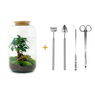 DIY terrarium - Sven Bonsai - ↕ 43 cm - Hark + Schep + Pincet + Schaar