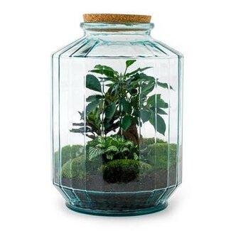 DIY terrarium - Botanische tuin XL - ↕ 35 cm - Normaal