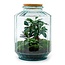 DIY terrarium - Botanische tuin XL - ↕ 35 cm - Normaal