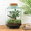 DIY terrarium - Botanische tuin XL - ↕ 35 cm - Normaal