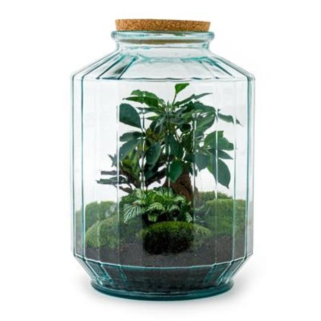 DIY terrarium - Botanische tuin XL - ↕ 35 cm - Hark + Schep + Pincet + Schaar