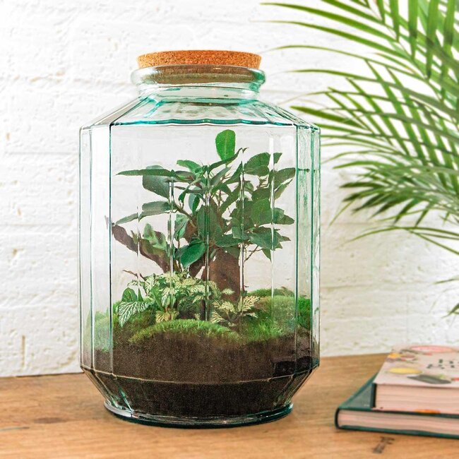 DIY terrarium - Botanische tuin XL - ↕ 35 cm - Hark + Schep + Pincet + Schaar