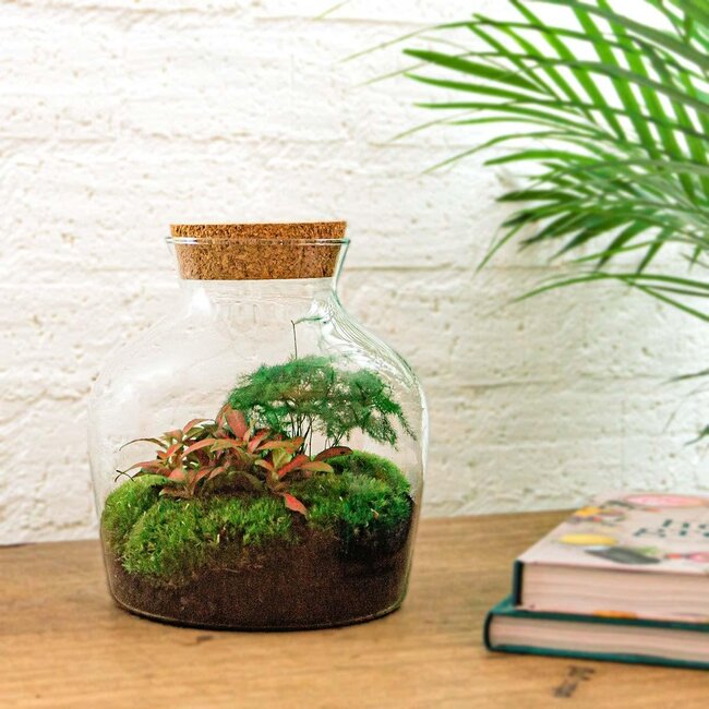 DIY terrarium - Little Joe - ↕ 21,5 cm - Normaal