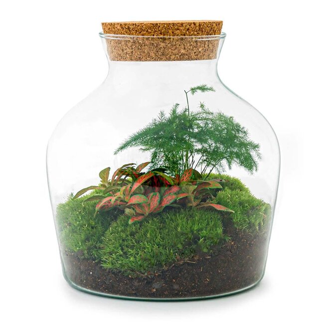 DIY terrarium - Little Joe - ↕ 21,5 cm - Hark + Schep + Pincet + Schaar