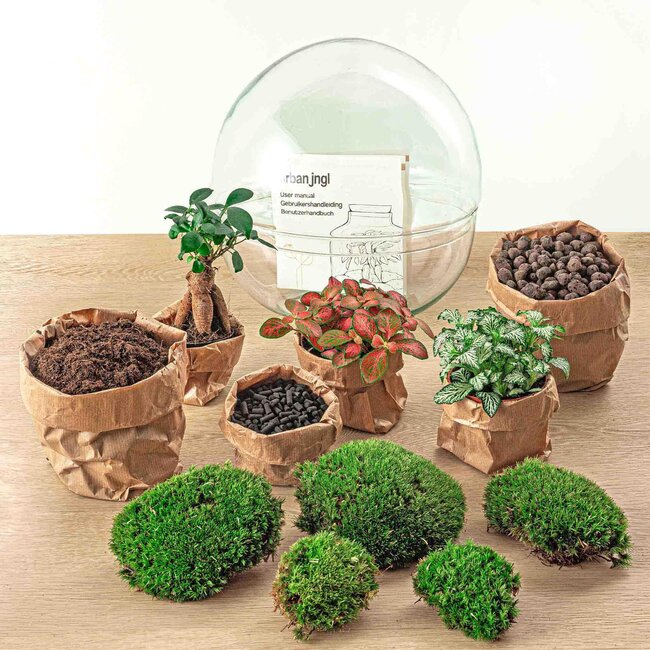 DIY terrarium - Dome XL - Ficus Ginseng Bonsai - ↕ 28 cm - Normaal