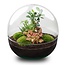 DIY terrarium - Dome XL - Ficus Ginseng Bonsai - ↕ 28 cm - Hark + Schep