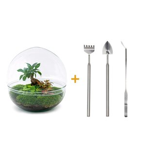 DIY terrarium - Dome XL - Ficus Ginseng Bonsai - ↕ 28 cm - Hark + Schep + Pincet