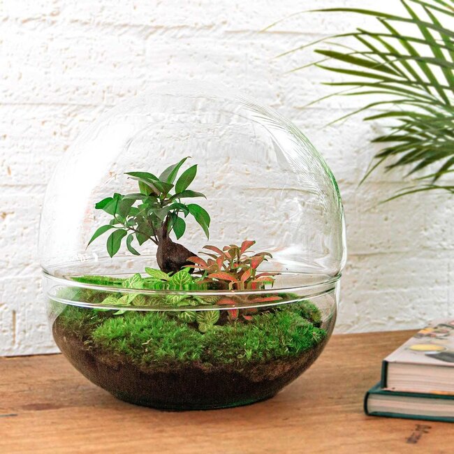 DIY terrarium - Dome XL - Ficus Ginseng Bonsai - ↕ 28 cm - Hark + Schep + Pincet