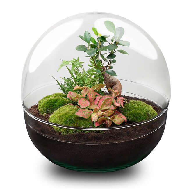 DIY terrarium - Dome XL - Ficus Ginseng Bonsai - ↕ 28 cm - Hark + Schep + Pincet