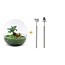 DIY terrarium - Dome XL - Ficus Ginseng Bonsai - ↕ 28 cm - Hark + Schep