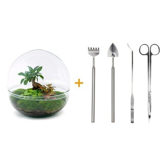 DIY terrarium - Dome XL - Ficus Ginseng Bonsai - ↕ 28 cm - Hark + Schep + Pincet + Schaar