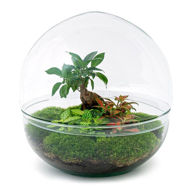 DIY terrarium - Dome XL - Ficus Ginseng Bonsai - ↕ 28 cm - Hark + Schep + Pincet + Schaar